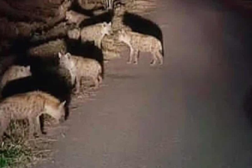 मोरङको रंगेली क्षेत्रमा हाइनाको बथान देखिएको हल्लाले स्थानीय  त्रासमा