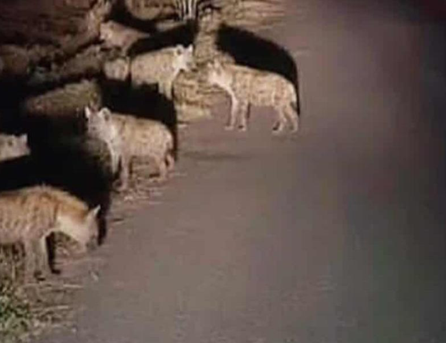 मोरङको रंगेली क्षेत्रमा हाइनाको बथान देखिएको हल्लाले स्थानीय  त्रासमा