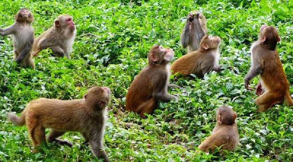 नेपालकाे पहाडी भुभागमा बादर आतंक